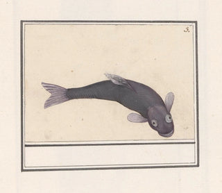 Carpe noire Cyprinus carpio carpio - Anselmus Botius de Boodt — artwork view