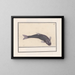 Carpe noire Cyprinus carpio carpio - Anselmus Botius de Boodt — framed artwork on a wall