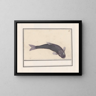 Carpe noire Cyprinus carpio carpio - Anselmus Botius de Boodt — framed artwork on a wall