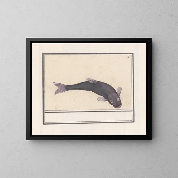 Carpe noire Cyprinus carpio carpio - Anselmus Botius de Boodt — framed artwork on a wall