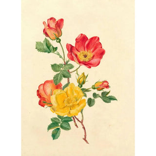 Antoinette Luden - Takje wilde rozen.webp