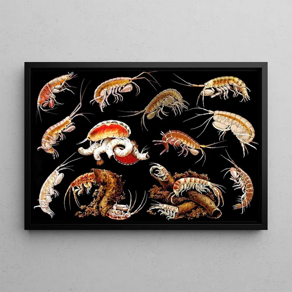 Gammarini painting of the Gulf of Naples, plate 1 - Antonio della Valle — framed artwork on a wall