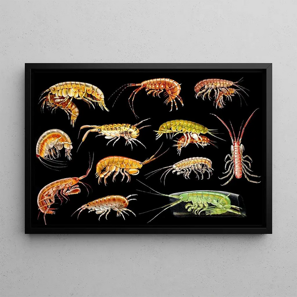 Gammarini of the Gulf of Naples Plate 2 - Antonio della Valle — framed artwork on a wall