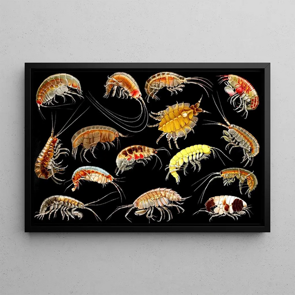 Gammarini of the Gulf of Naples Plate 3 - Antonio della Valle — framed artwork on a wall