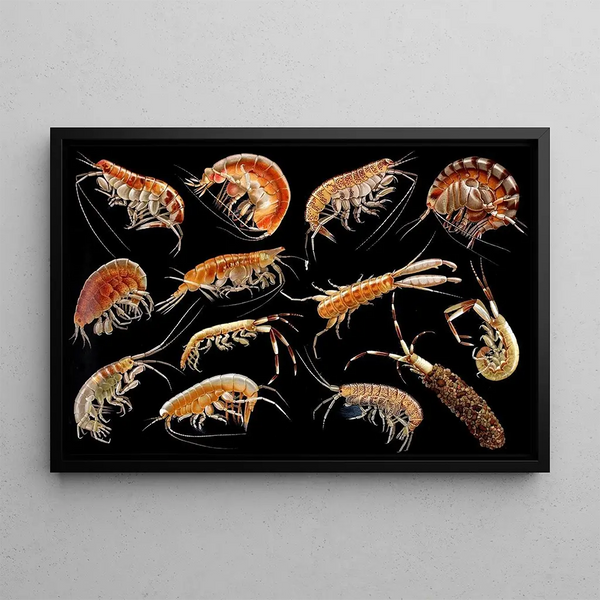Gammarini du golfe de Naples Planche 4 - Antonio della Valle — framed artwork on a wall