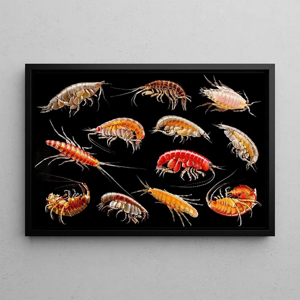 Gammarini of the Gulf of Naples Plate 5 - Antonio della Valle — framed artwork on a wall