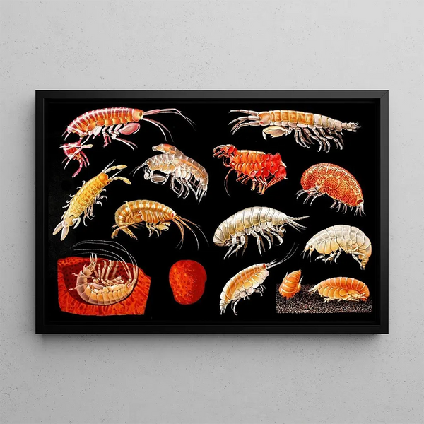 Gammarini of the Gulf of Naples Plate 6 - Antonio della Valle — framed artwork on a wall