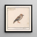 Appelvink Coccothraustes coccothraustes - Anselmus Botius de Boodt — framed artwork on a wall
