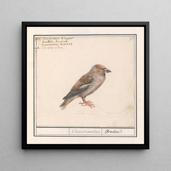 Appelvink Coccothraustes coccothraustes - Anselmus Botius de Boodt — framed artwork on a wall