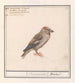 Appelvink Coccothraustes coccothraustes - Anselmus Botius de Boodt — artwork view