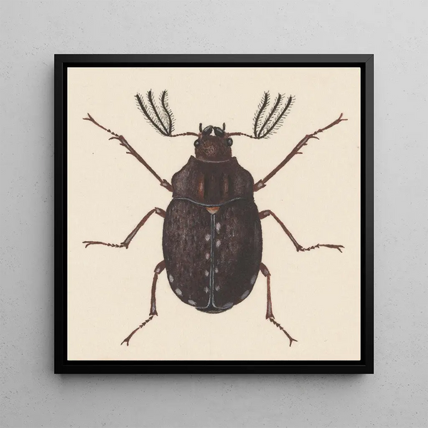 Aquarelle d'entomologie Pl058 - George Hudson — framed artwork on a wall