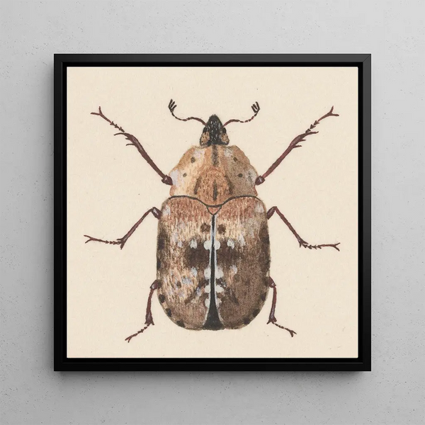 Watercolor entomology Pl059 - George Hudson — framed artwork on a wall