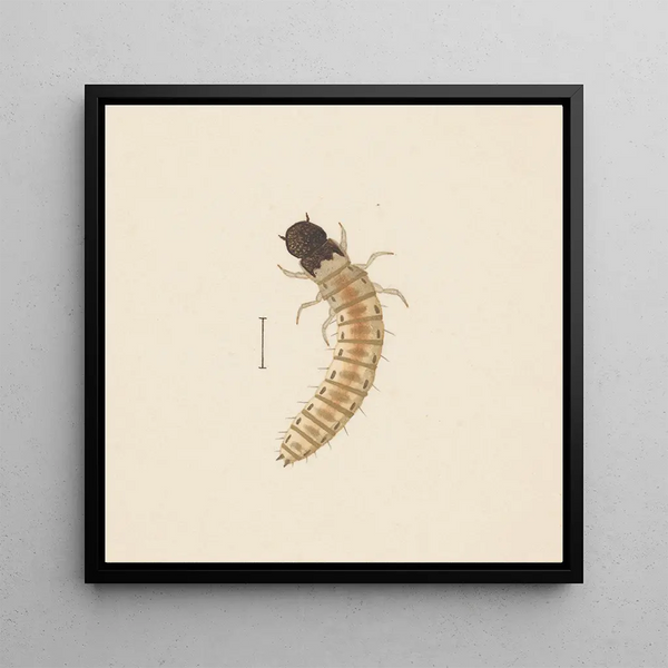 Aquarelle d'entomologie Pl083 - George Hudson — framed artwork on a wall