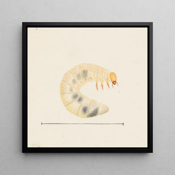 Aquarelle d'entomologie Pl087 - George Hudson — framed artwork on a wall