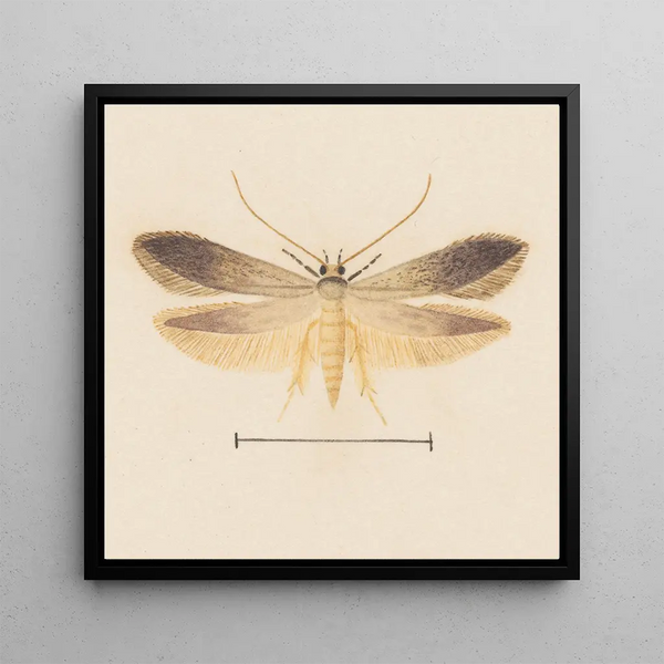 Watercolor entomology Pl139 - George Hudson — framed artwork on a wall