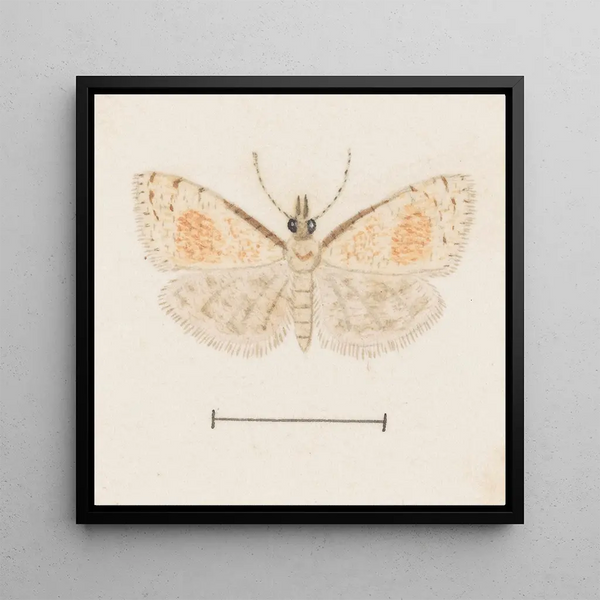 Aquarelle d'entomologie Pl161 - George Hudson — framed artwork on a wall