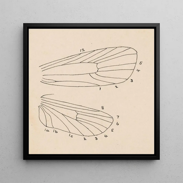Aquarelle d'entomologie Pl163 - George Hudson — framed artwork on a wall
