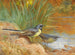 5 Gray Nuthatches - Archibald Thorburn — artwork view
