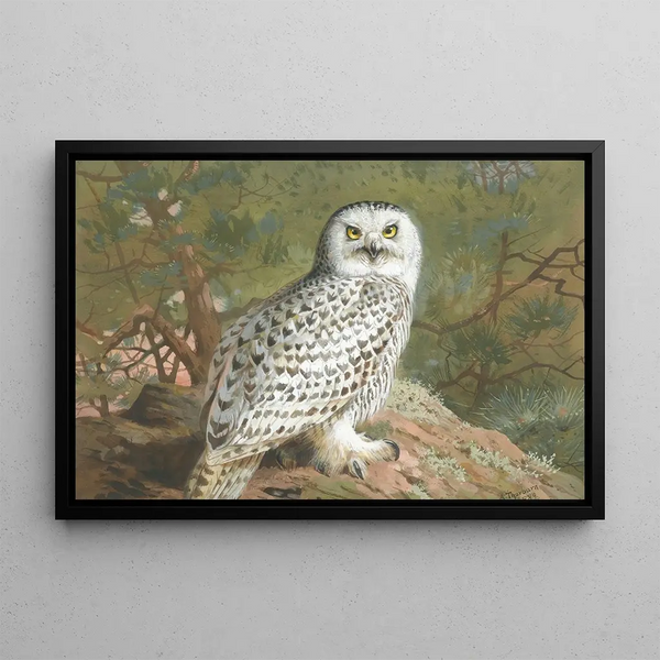 a female snowy owl - Archibald Thorburn — framed artwork on a wall