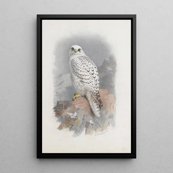Greenland Falcon - Archibald Thorburn — framed artwork on a wall