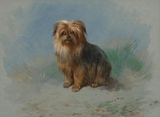 a Norfolk Terrier - Archibald Thorburn — artwork view
