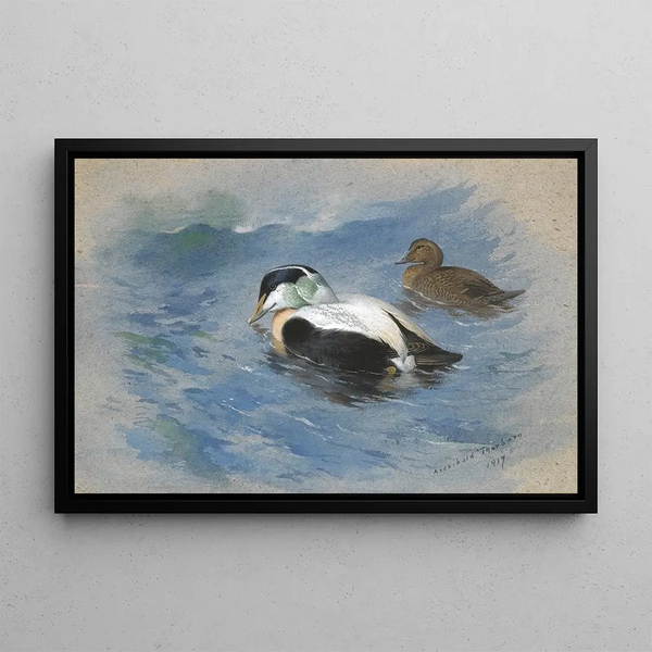 A pair of eider ducks - Archibald Thorburn — framed artwork on a wall