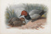 A couple of tufted ducks - Archibald Thorburn — artwork view