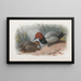 A couple of tufted ducks - Archibald Thorburn — framed artwork on a wall