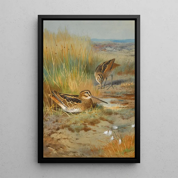 A couple of snipe Gallinago Gallinago - Archibald Thorburn — framed artwork on a wall