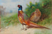 a male and female pheasant near gorse - Archibald Thorburn — artwork view