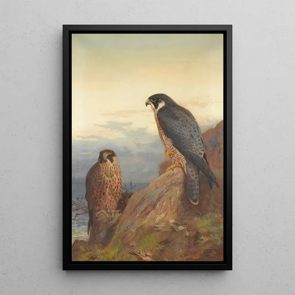 an adult and immature peregrine falcon - Archibald Thorburn — framed artwork on a wall