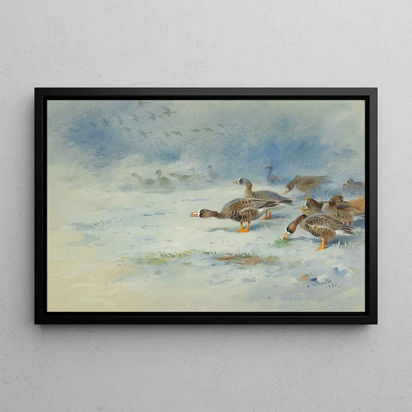 Bernaches nonnettes - Archibald Thorburn — framed artwork on a wall