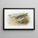 Pluvier de Bartram - Archibald Thorburn — framed artwork on a wall