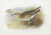Pluvier de Bartram - Archibald Thorburn — artwork view