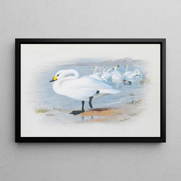 Swan of Bewick - Archibald Thorburn — framed artwork on a wall