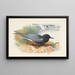 Guifette noire et puffin majeur - Archibald Thorburn — framed artwork on a wall
