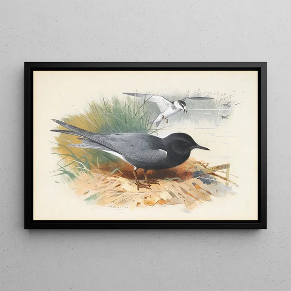Guifette noire et puffin majeur - Archibald Thorburn — framed artwork on a wall