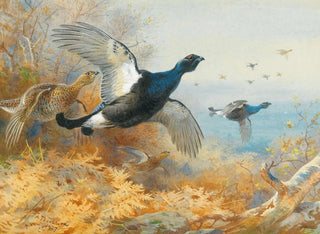 Black hen in front - Archibald Thorburn — artwork view