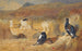 a capercaillie in a field - Archibald Thorburn — artwork view