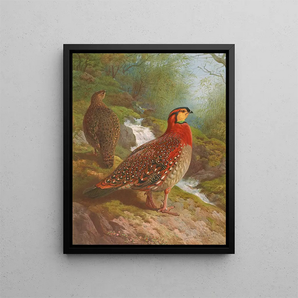 Tragopan de Blyth - Archibald Thorburn — framed artwork on a wall