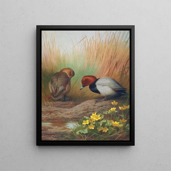 Fuligule milouin - Archibald Thorburn — framed artwork on a wall