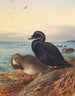 Macreuse brune - Archibald Thorburn — artwork view