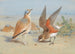 Courvite Isabelle and Glaréole - Archibald Thorburn — artwork view
