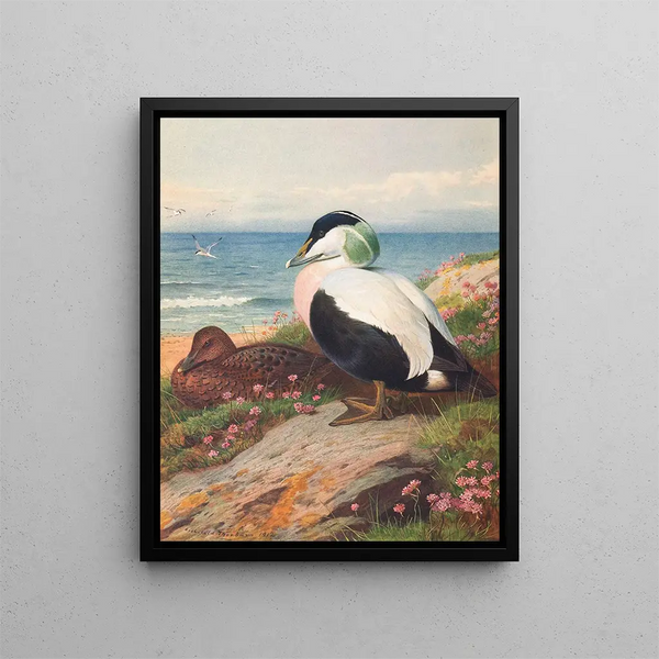 Eider Duck - Archibald Thorburn — framed artwork on a wall