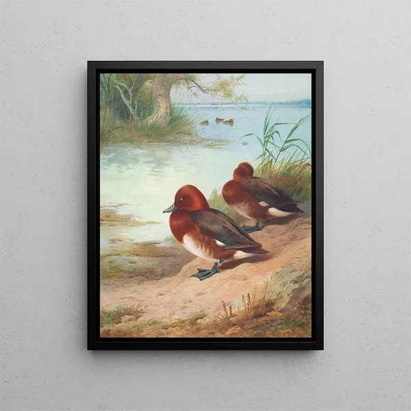 Fuligule nyroca - Archibald Thorburn — framed artwork on a wall