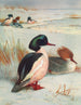 Harle bièvre - Archibald Thorburn — artwork view