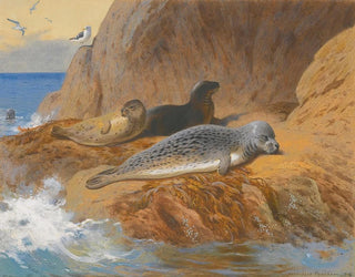 Gray and common seals resting - Archibald Thorburn — artwork view