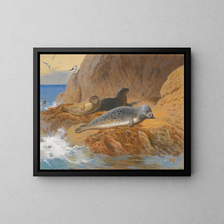 Gray and common seals resting - Archibald Thorburn — framed artwork on a wall