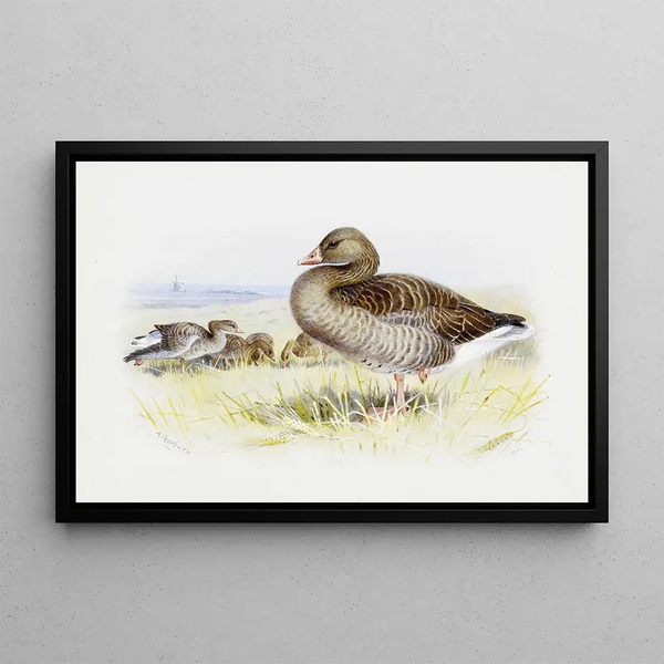 Gray Goose - Archibald Thorburn — framed artwork on a wall