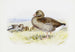 Gray Goose - Archibald Thorburn — artwork view